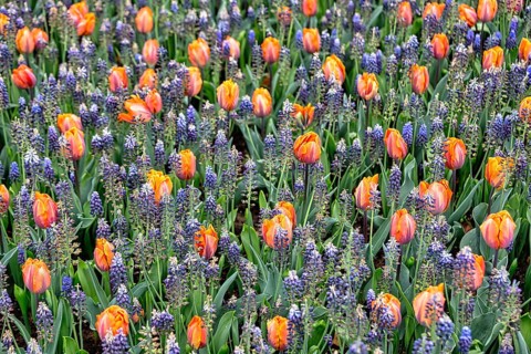 Bed with tulips