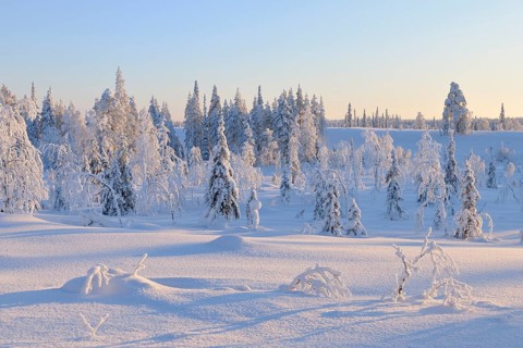 Snow covered winter landscape