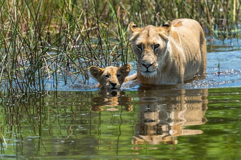 Lion