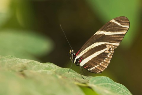 Postman butterfly
