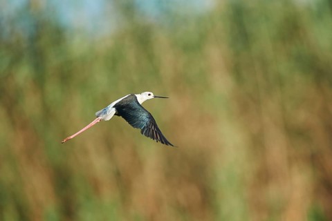 Black-winged stilt