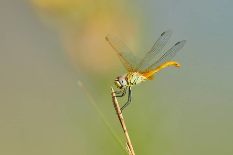 Red-veined darter
