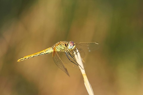 Red-veined darter