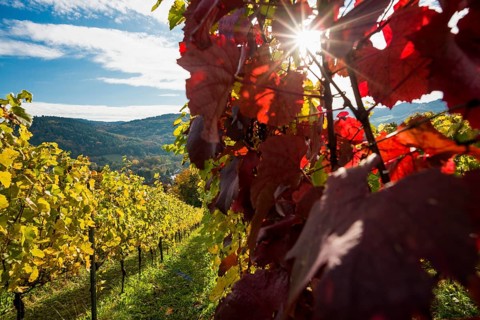 Vineyard in autumn