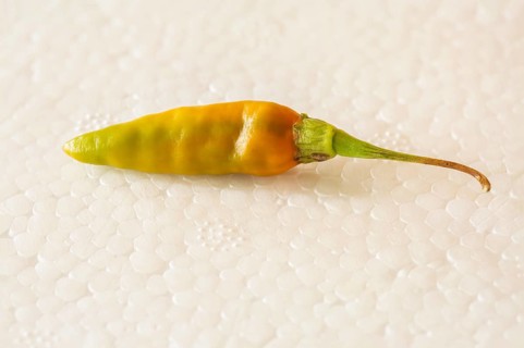 Fresh ripe small chili