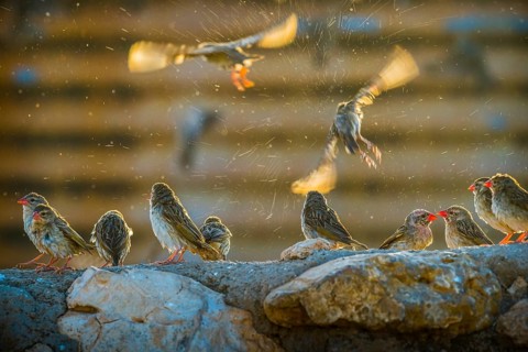 A mega flock of red-billed quelea