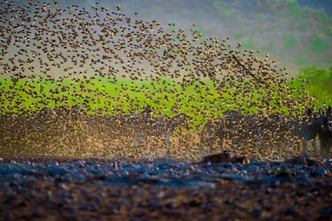 A mega flock of red-billed quelea