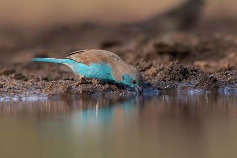 Blue waxbill