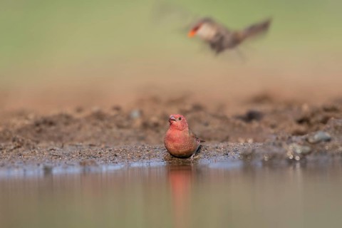 Red-billed firefinch