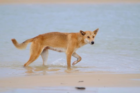 Dingo