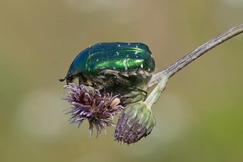 Rose chafer