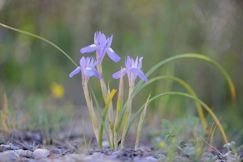 Moraea sisyrinchium