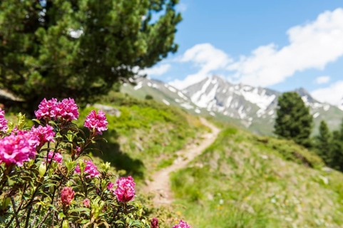 Rusty-leaved alpenrose