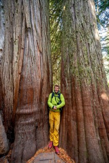Hiker standing between two thick western red cedar