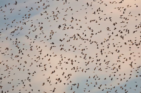Brambling