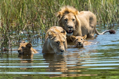 Lion