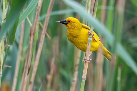 Eastern golden weaver