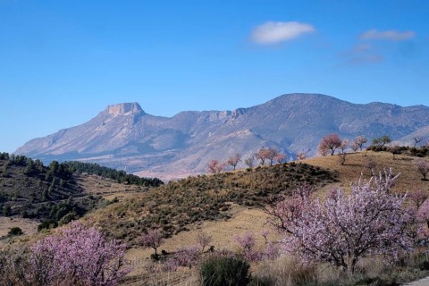 Blooming almond plantation