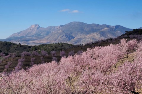 Landscape with blossoming almond plantation and mountain La Muela