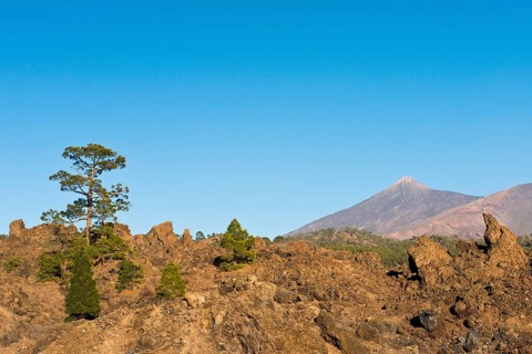 Canary island pine