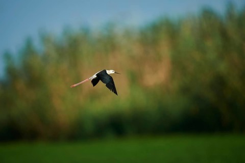 Black-winged stilt