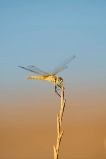 Red-veined darter