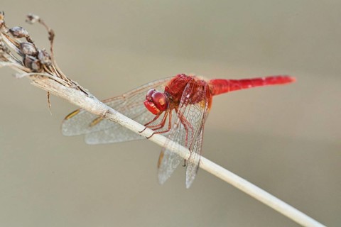 Red-veined darter