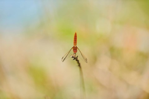 Red-veined darter