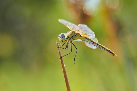 Red-veined darter