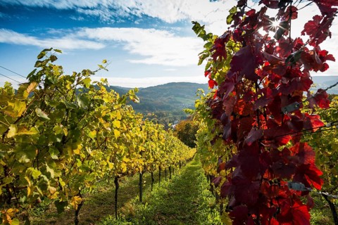 Vineyard in autumn