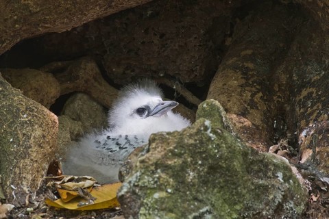 White-tailed Tropicbird
