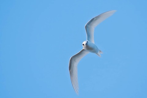 White tern