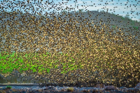 A mega flock of red-billed quelea