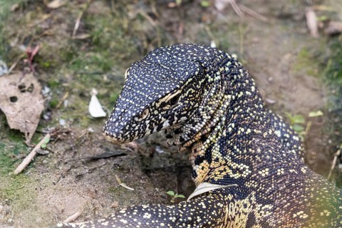 Nile monitor
