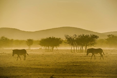 Hartmann's mountain zebra