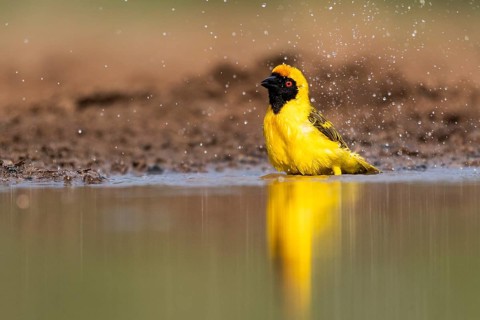 Southern masked weaver