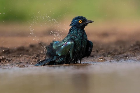 Cape starling