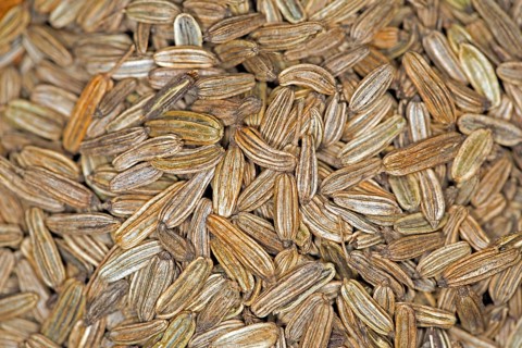 Close-up of fennel seeds
