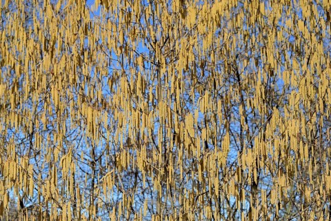 Common hazel