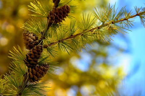 Autumnal yellow larch