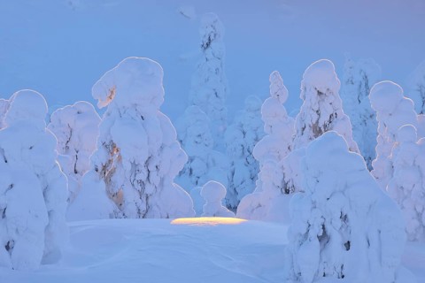 Snow covered trees at sunset