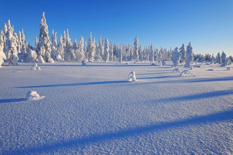Snow covered winter landscape