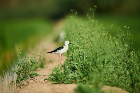 Black-winged stilt