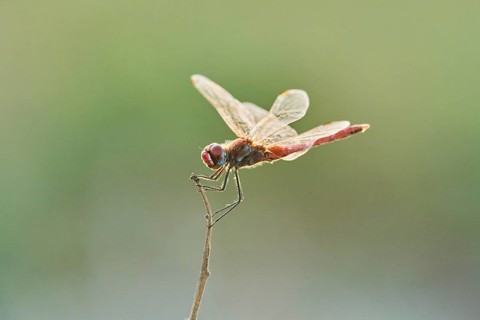 Red-veined darter