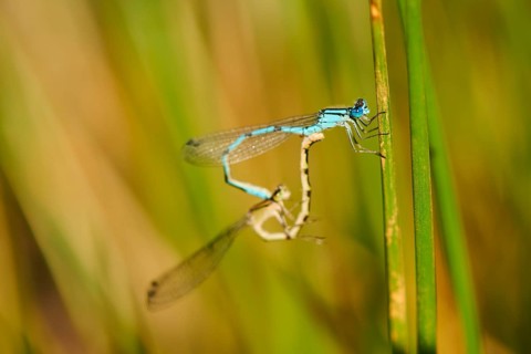 Azure damselfly
