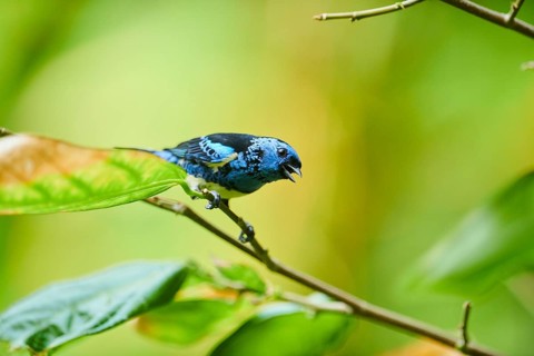 Turquoise tanager