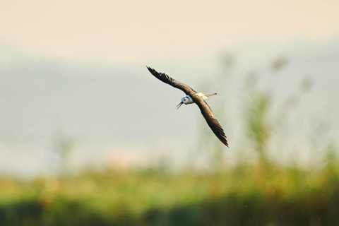 Black-winged stilt