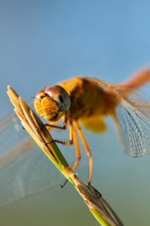 Red-veined darter