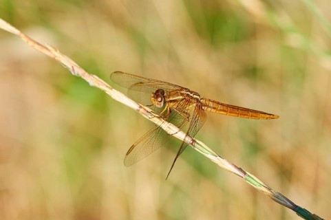 Red-veined darter