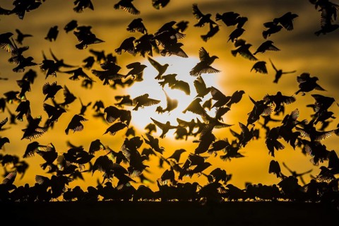 A mega flock of red-billed quelea